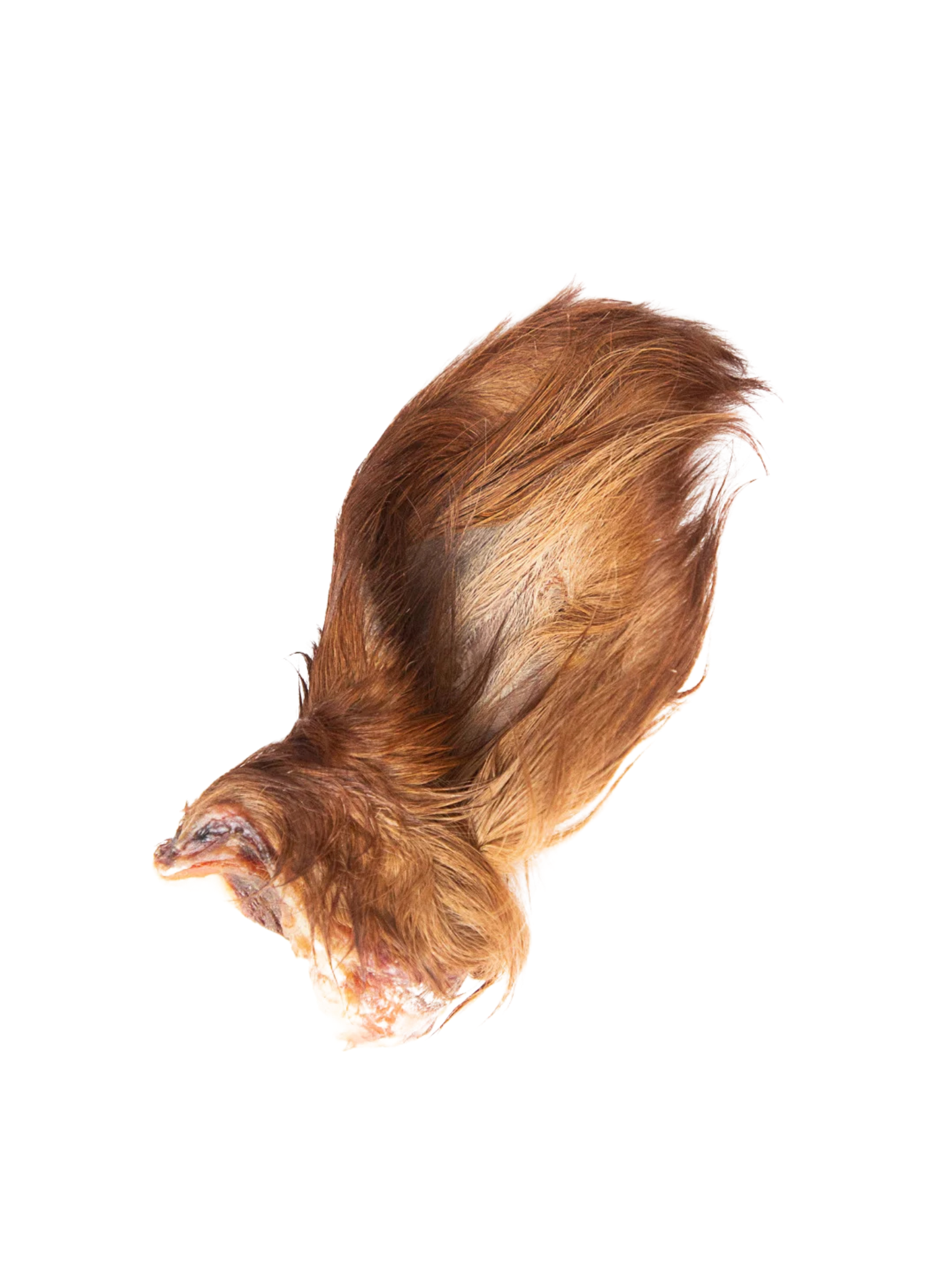 GVQ - Oreille de boeuf poilu. Bêtes Gourmandes, boutique spécialisée alimentation, éducation et sports pour chiens à Québec.