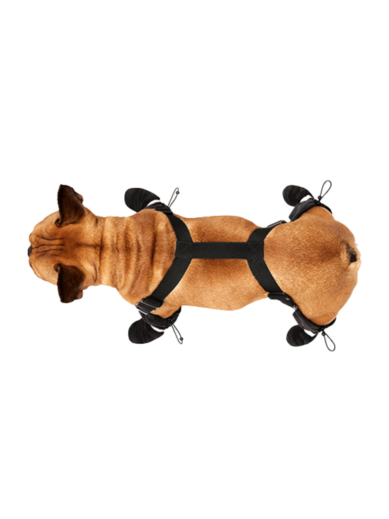 CANADA POOCH - Suspender bottes à bretelles régulières