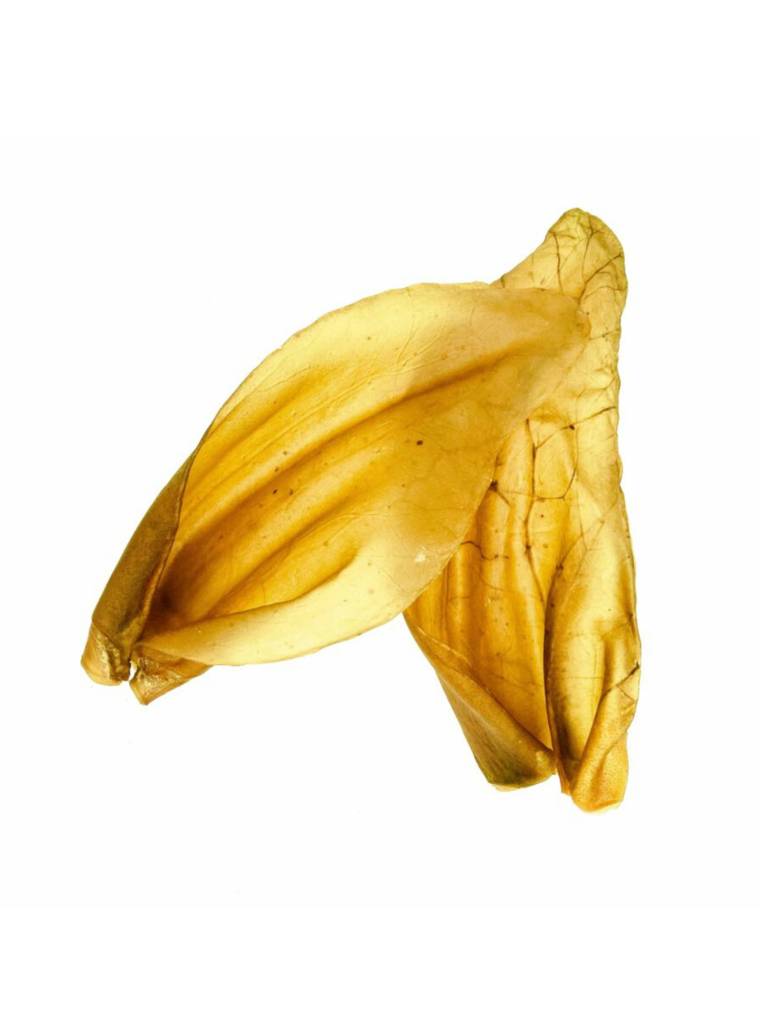 NATURE'S OWN - Oreille de boeuf. Bêtes Gourmandes, boutique spécialisée alimentation, éducation et sports pour chiens à Québec.