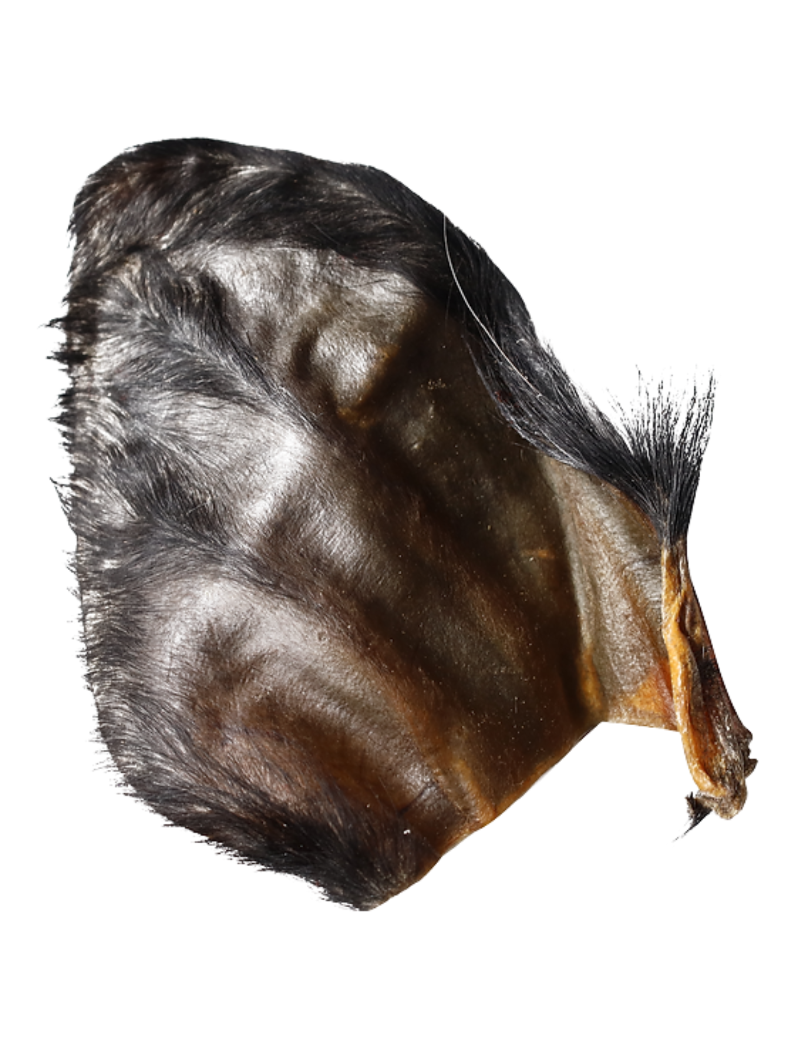 QT DOG - Oreille de buffle d'eau poilue. Bêtes Gourmandes, boutique spécialisée alimentation, éducation et sports pour chiens à Québec.