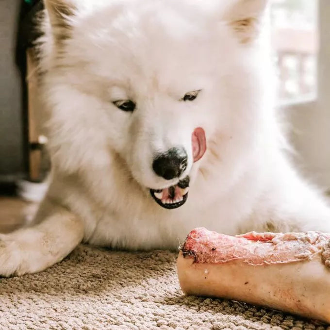 FAIM MUSEAU - Fémur de boeuf (1)