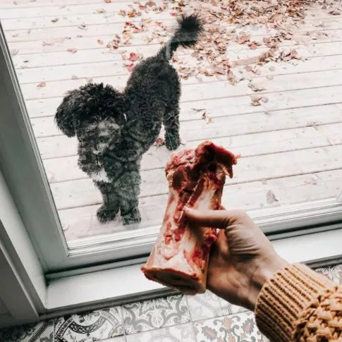 FAIM MUSEAU - Fémur de boeuf (2)