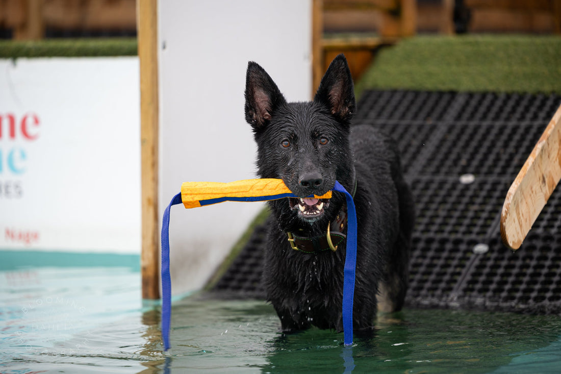 La noyade sèche chez le chien : comprendre, prévenir & agir