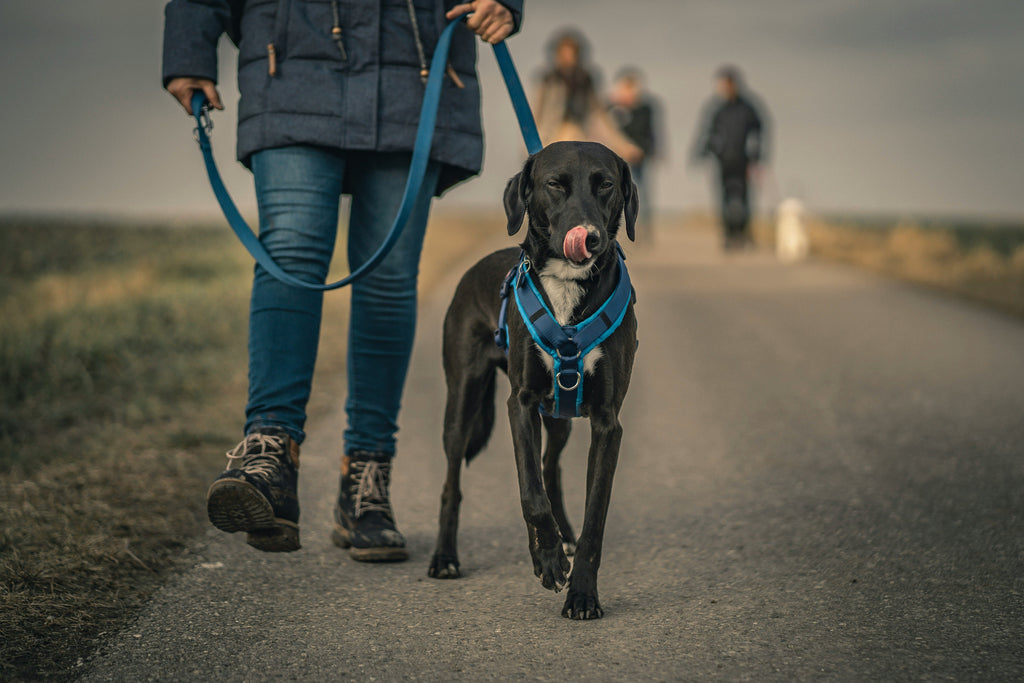 Quel est le meilleur harnais pour chien ?