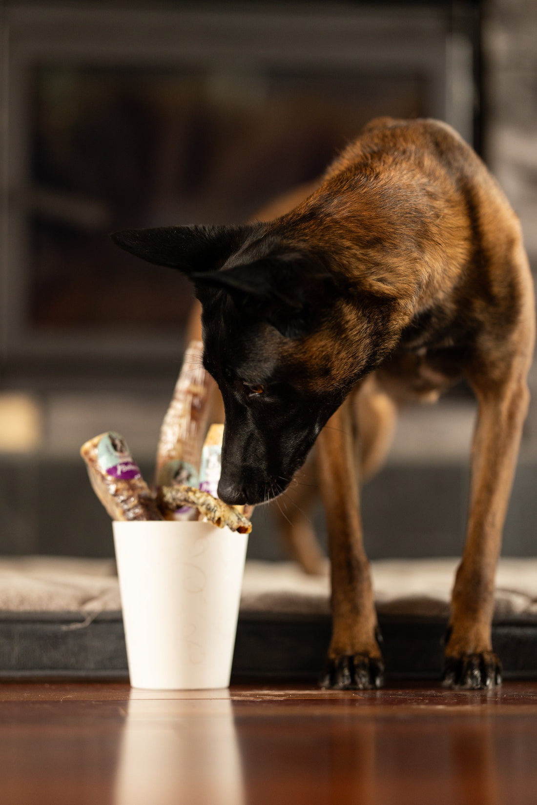 Les os crues pour chien : bien choisir et bien les utiliser