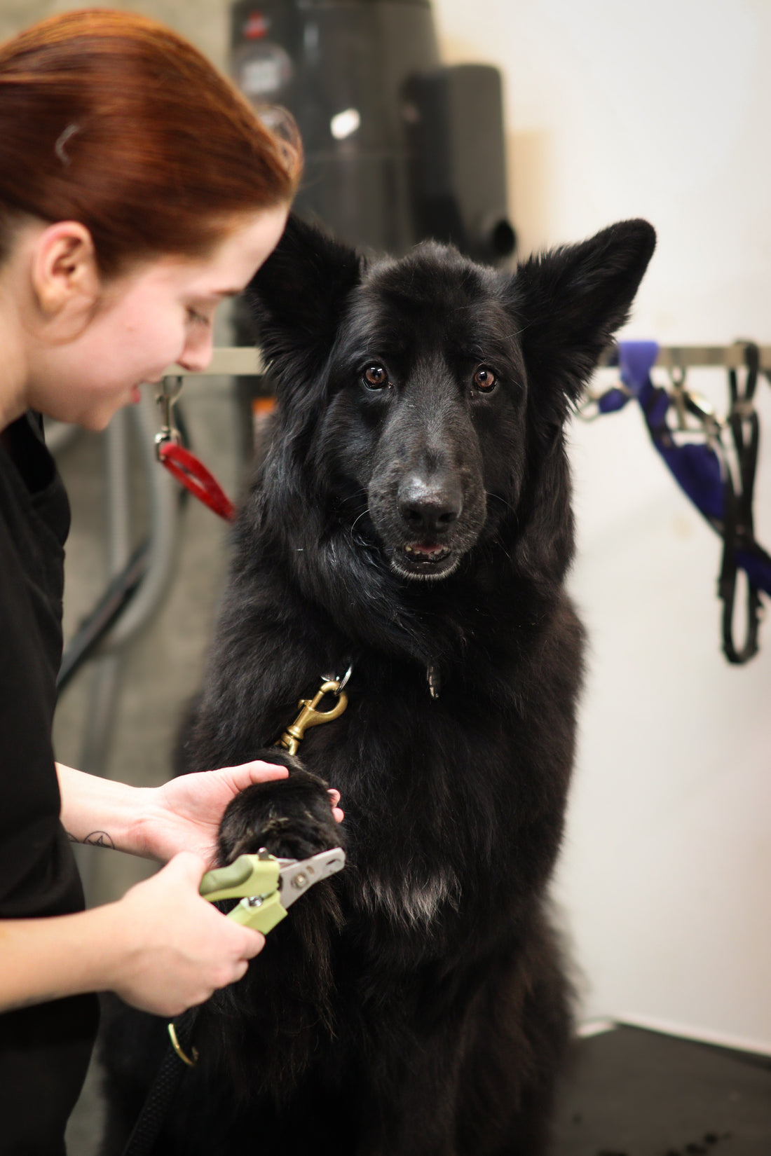 La coupe de griffes : un essentiel pour la santé de ton chien