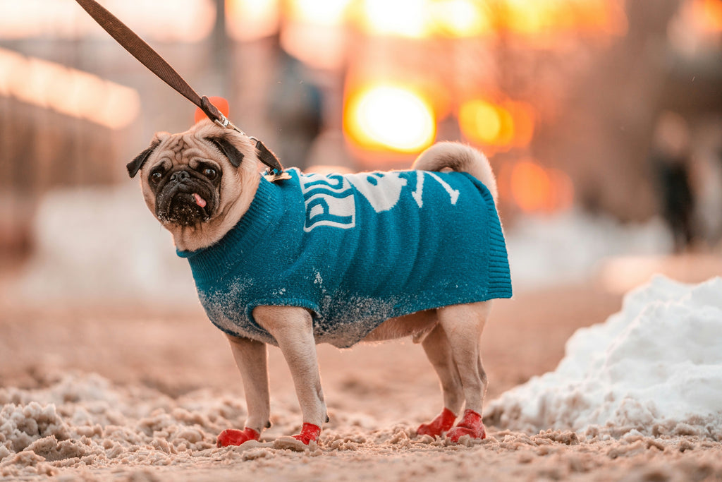 Les bottes pour chien, une protection utile en hiver comme en été