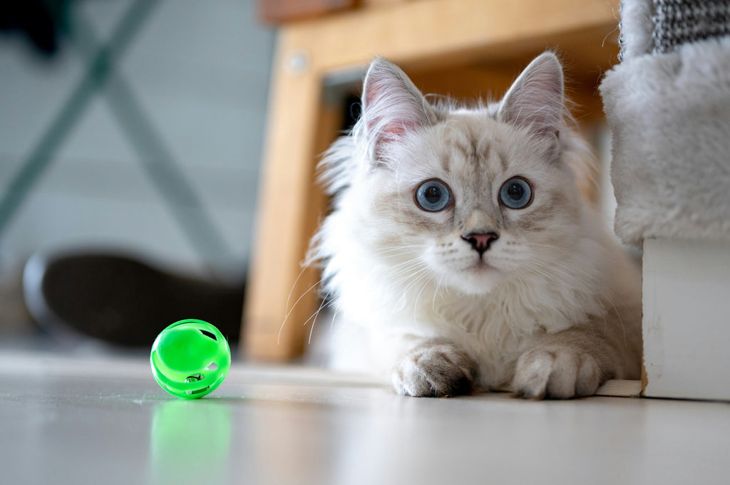 Jouets pour votre chaton : Astuces & idées de Bêtes gourmandes