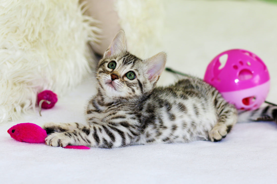 Quels sont les meilleurs jouets pour chat ?