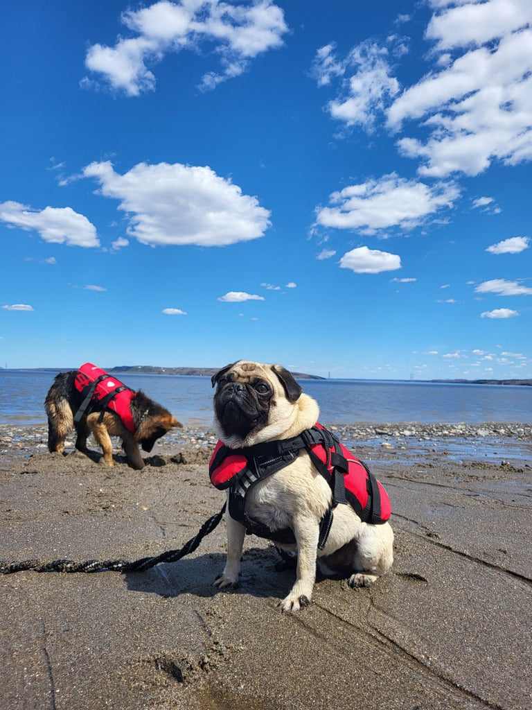 Veste de sauvetage pour chien