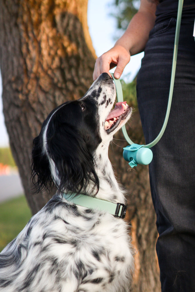Accessoires pour chien