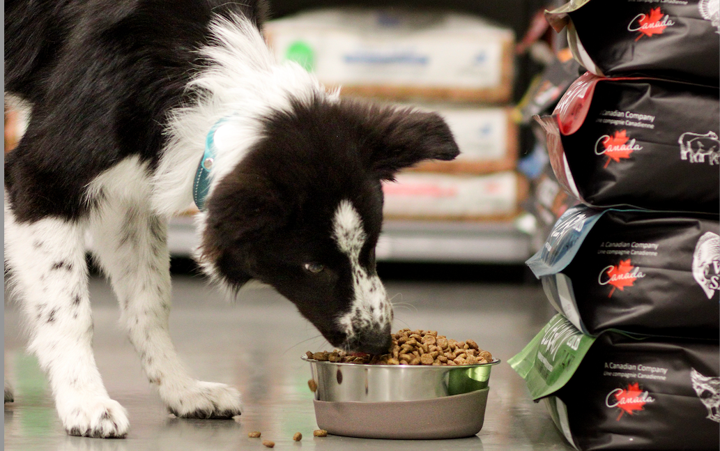 Nourriture pour chien
