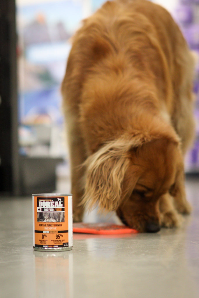 Nourriture humide pour chien