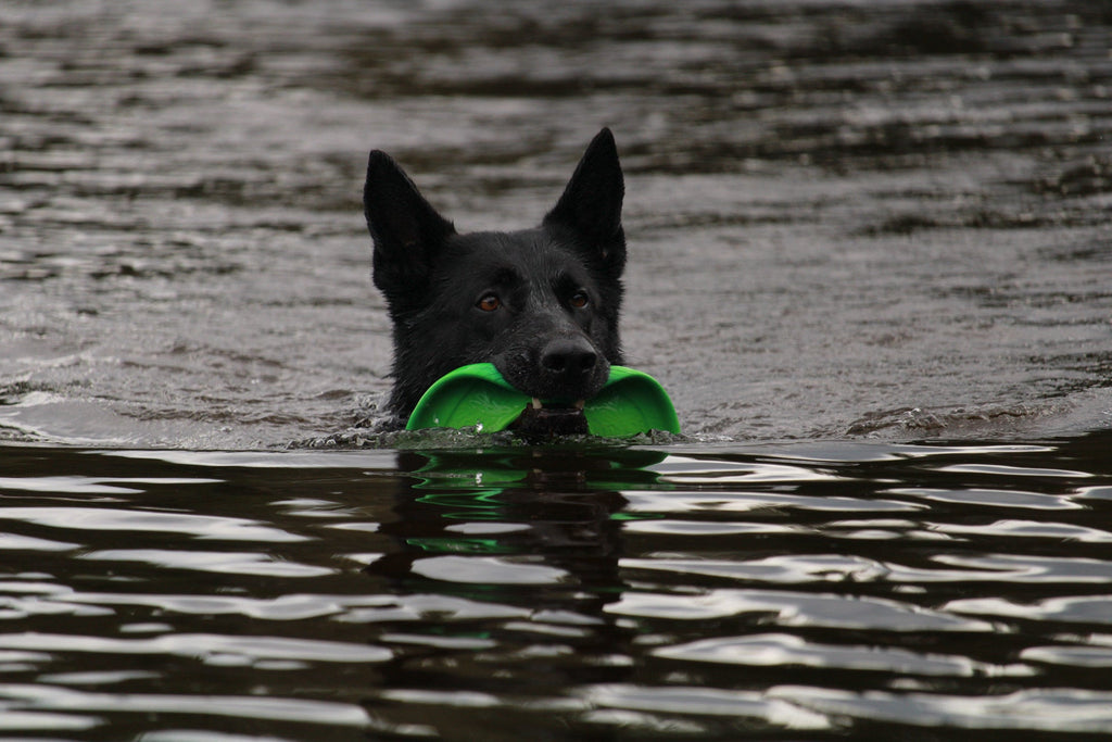 Jouets d'eau pour chien