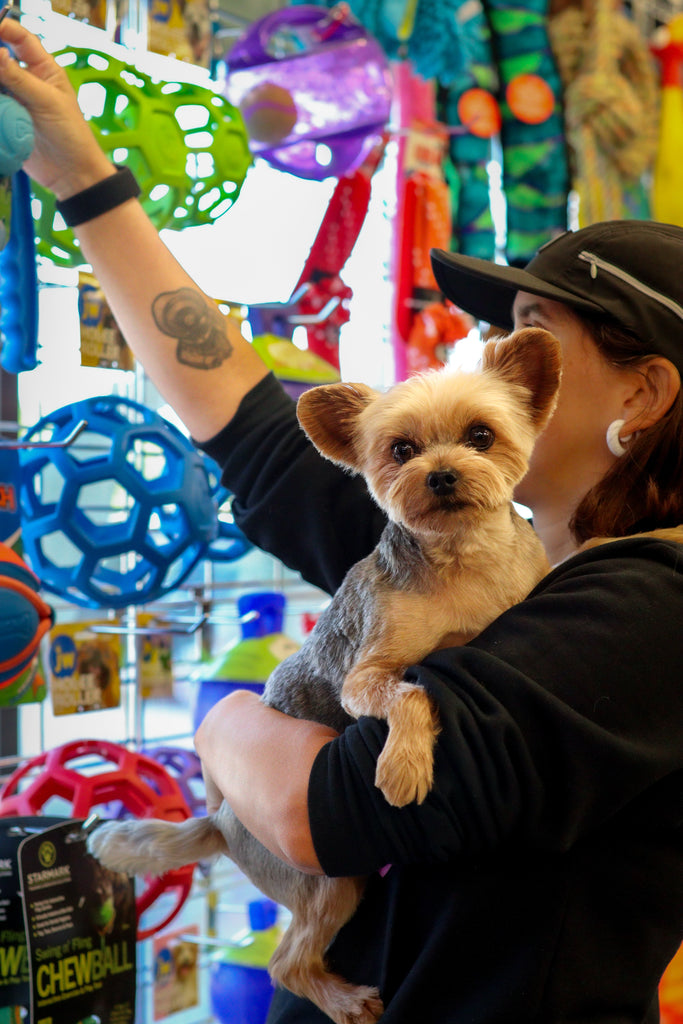 Jouets pour chien