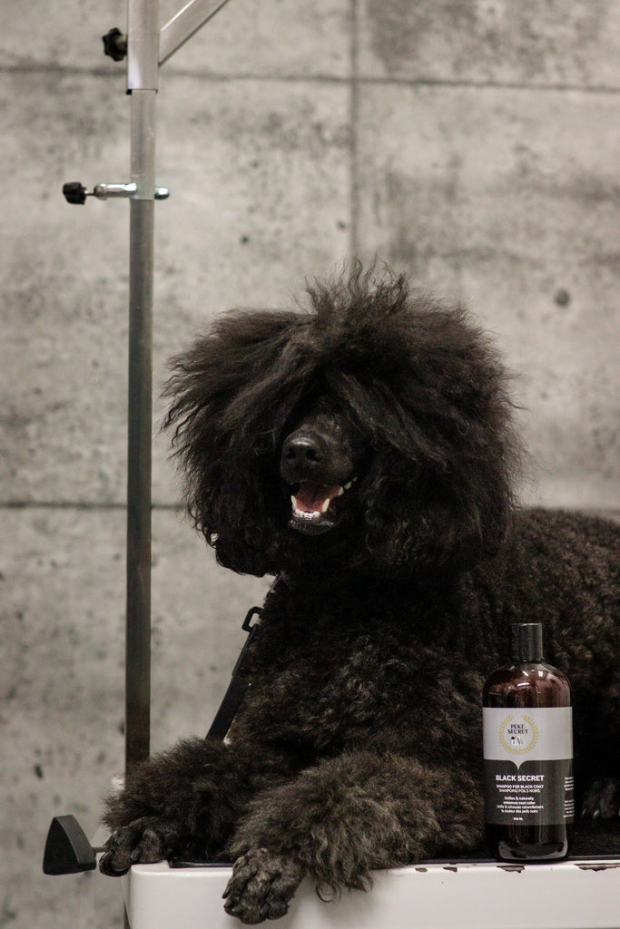 Produits de toilettage pour chien