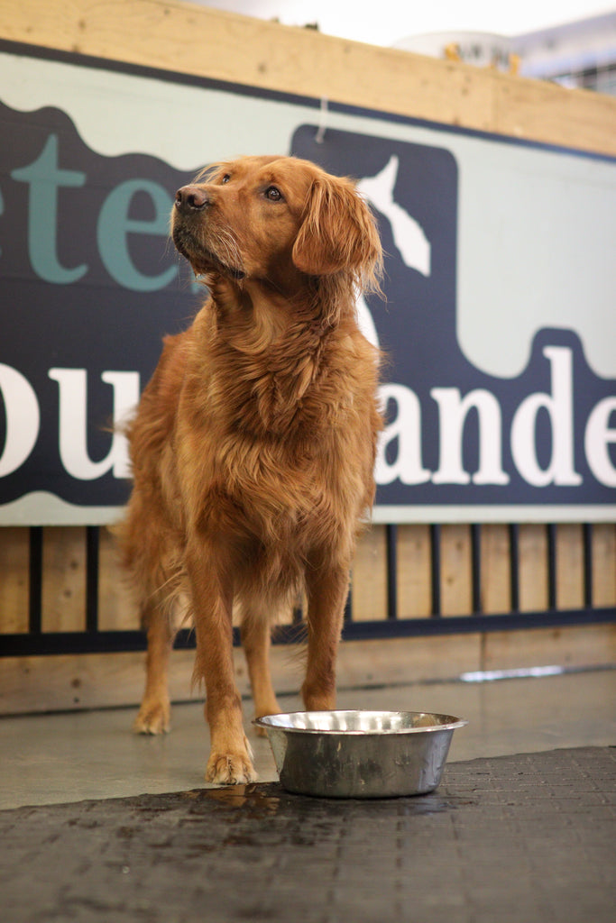 Bols & fontaines pour chien