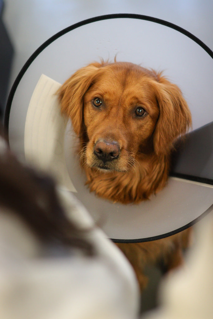 Produits de soins post-opératoire pour chien