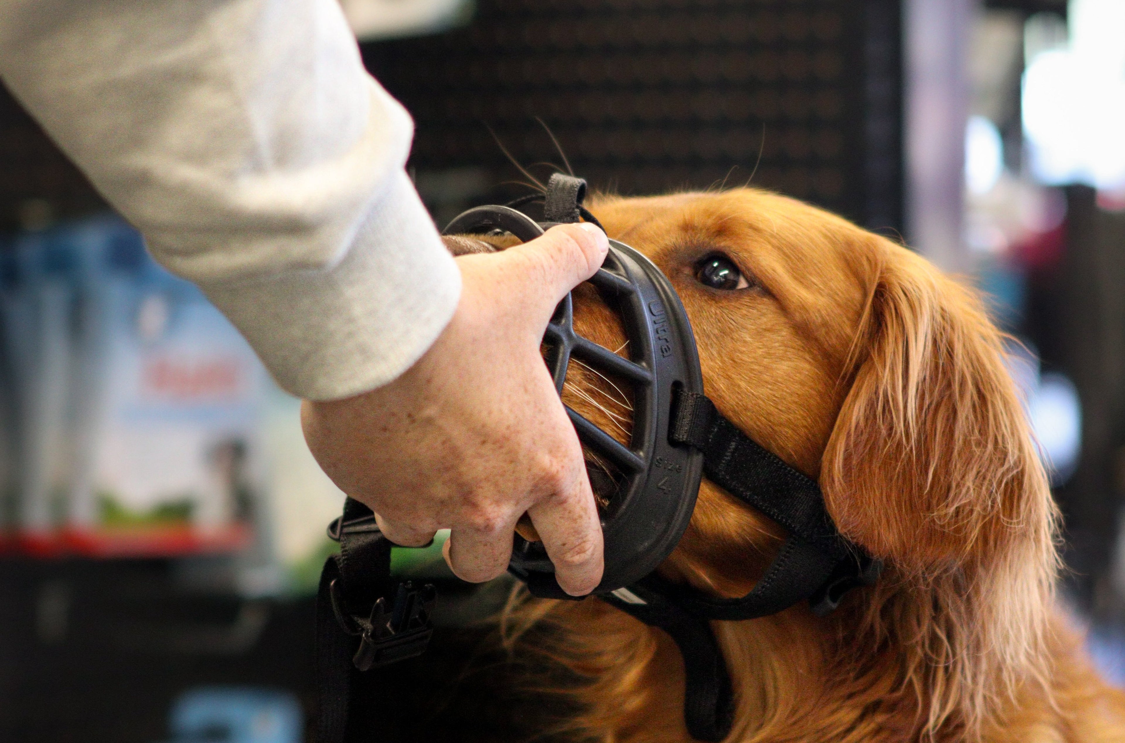 Produits d'entrainement pour chien