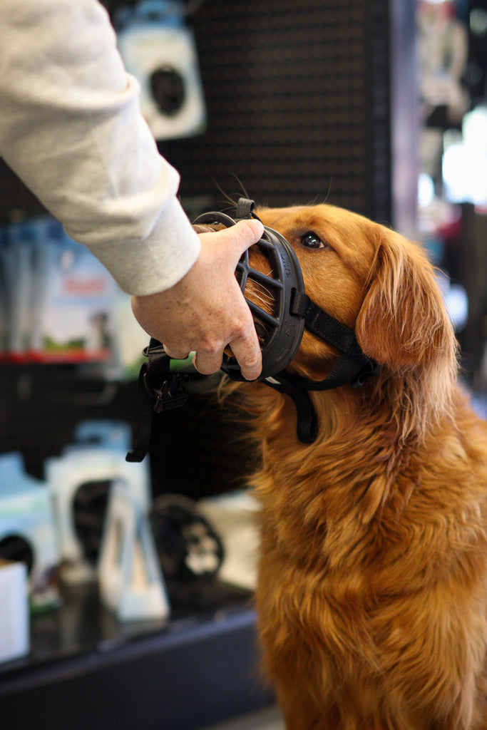 Produits d'entrainement pour chien
