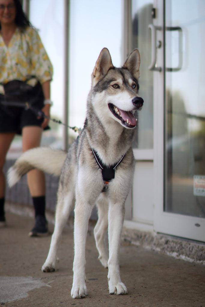 Produits de sport attelé pour chien