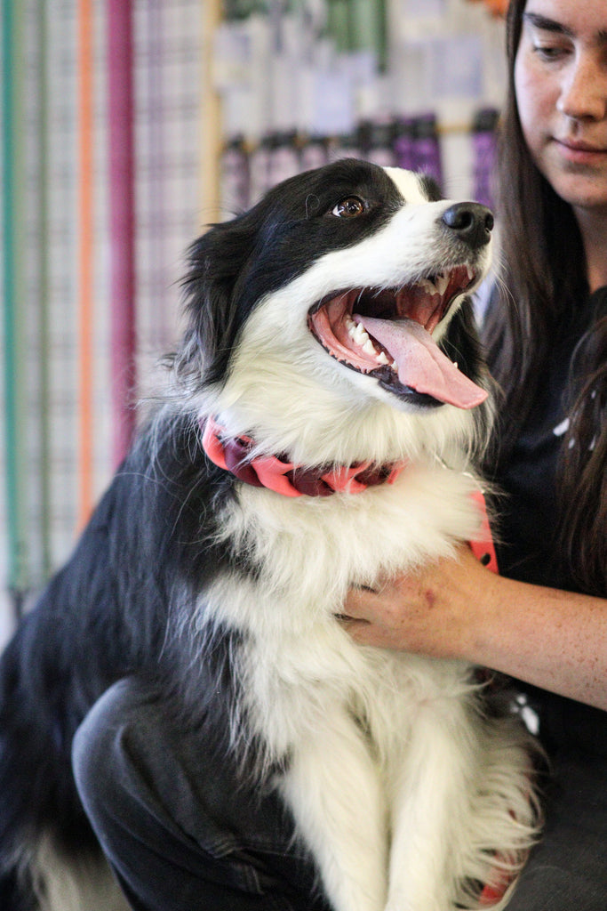 Colliers pour chien