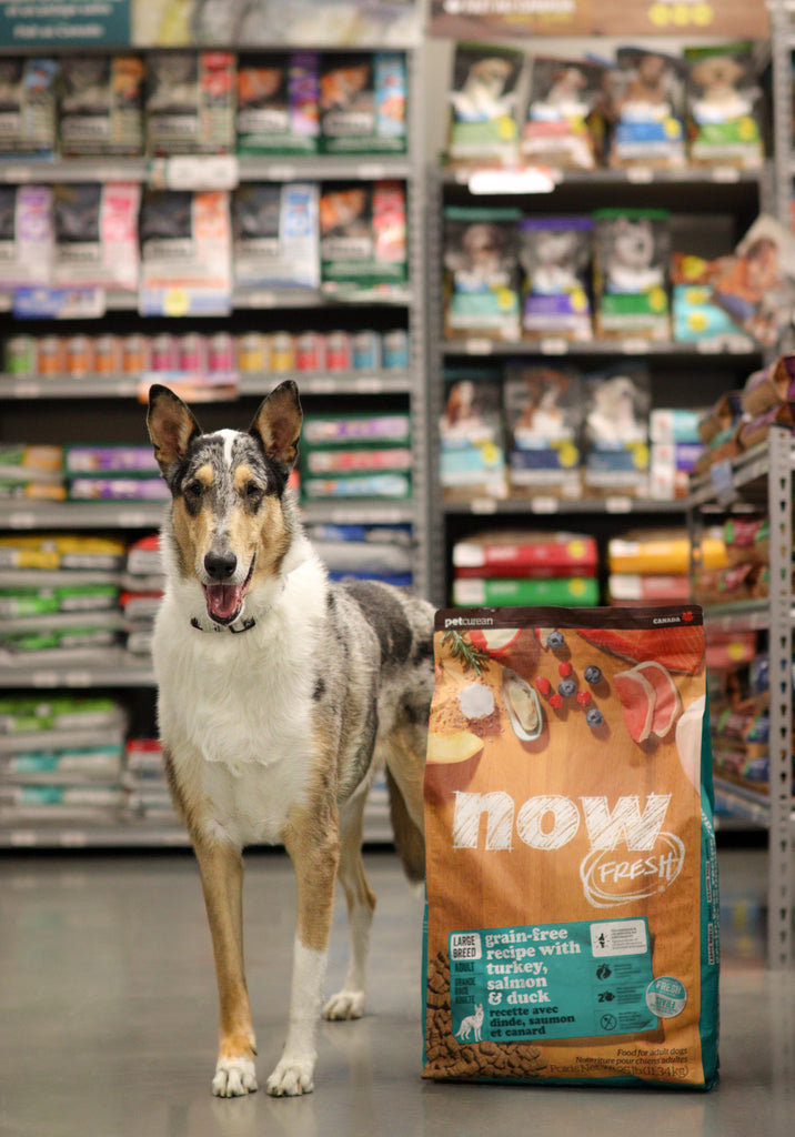 Nourriture sèche pour chien