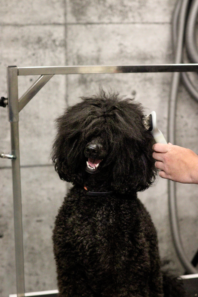 Brosses & peignes pour chien