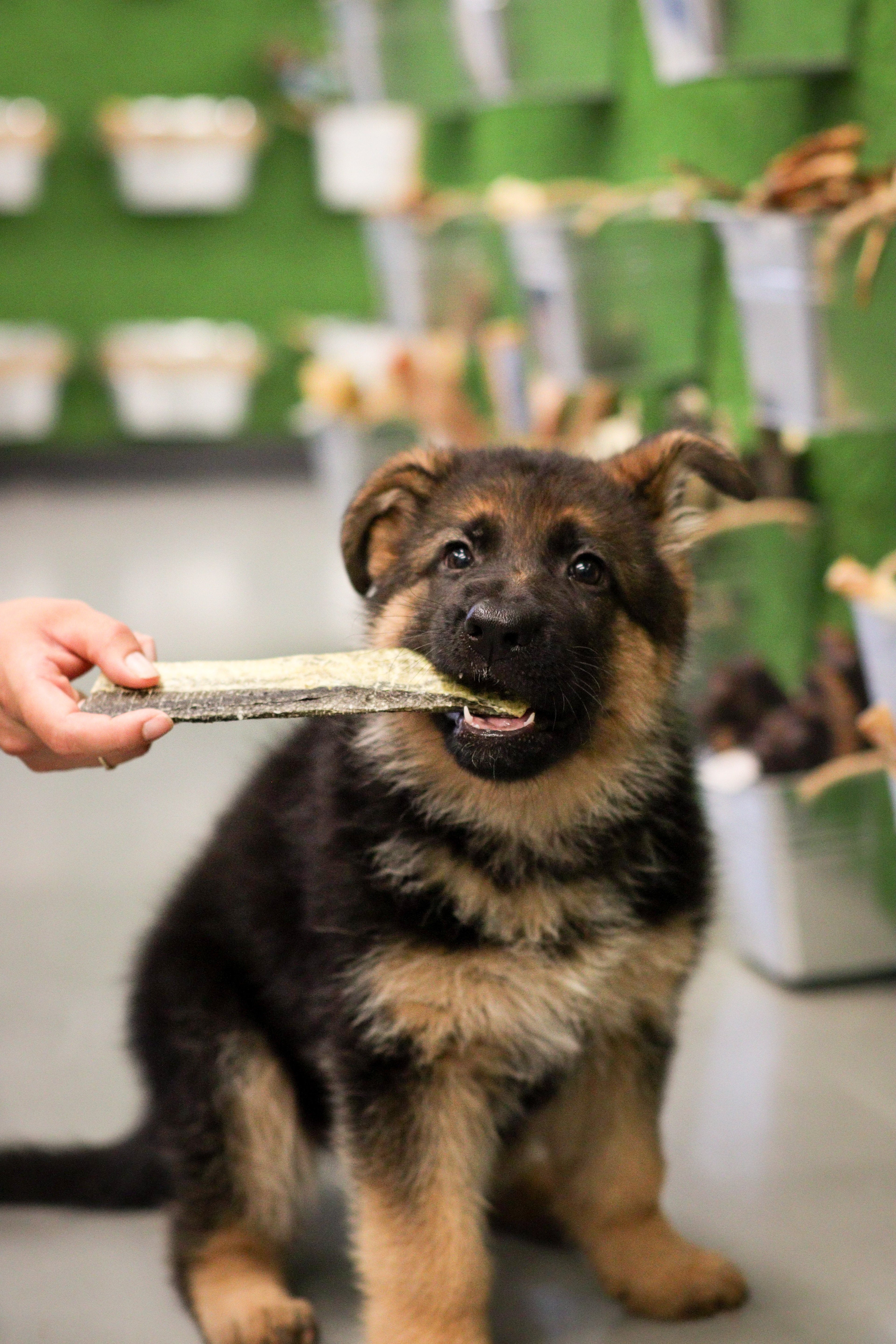 Mastication pour chien