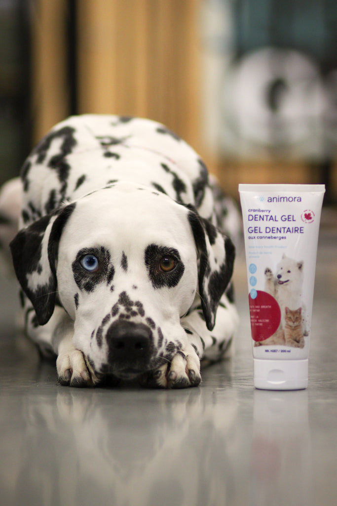 Soins dentaire pour chien