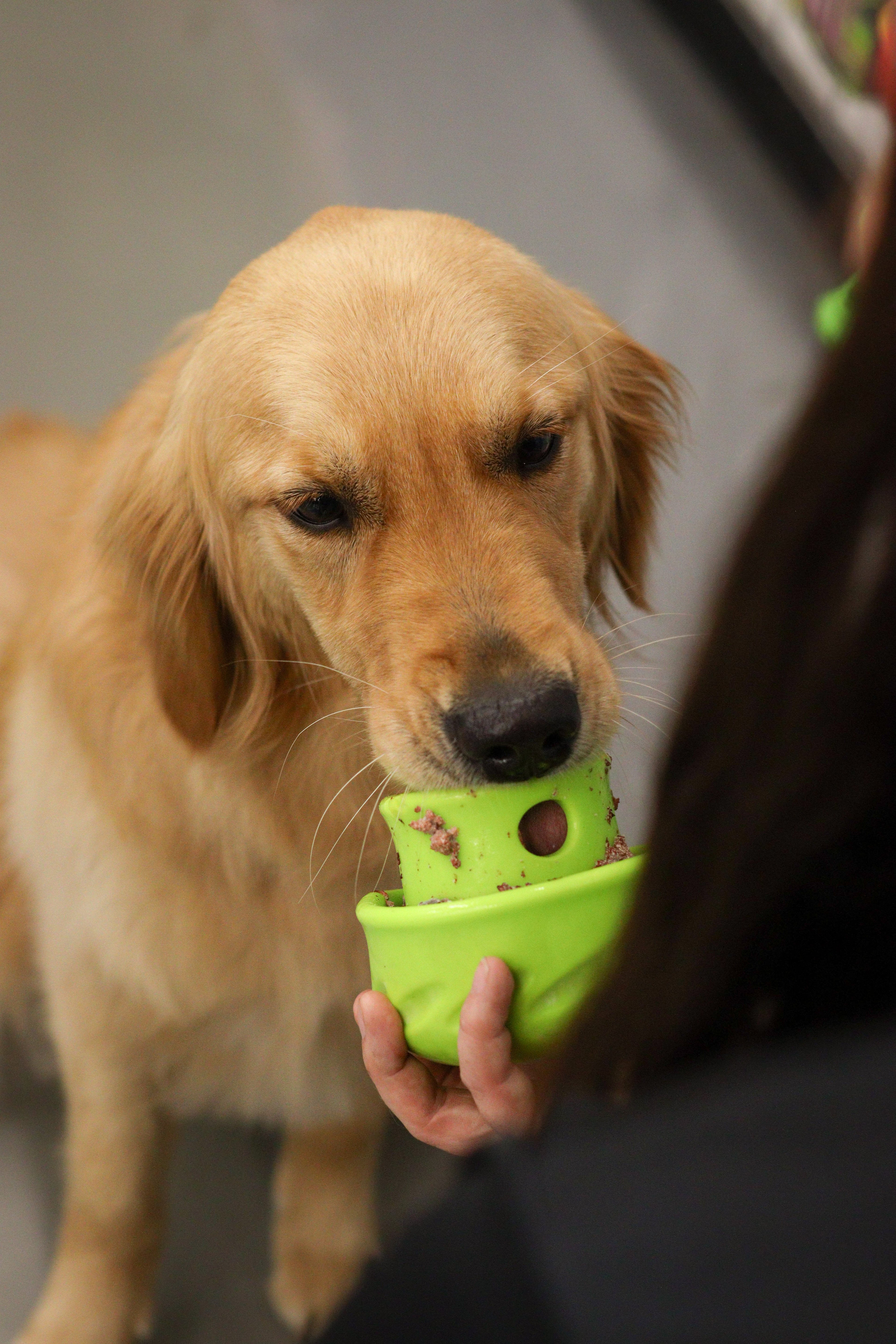 Produits interactifs pour chien