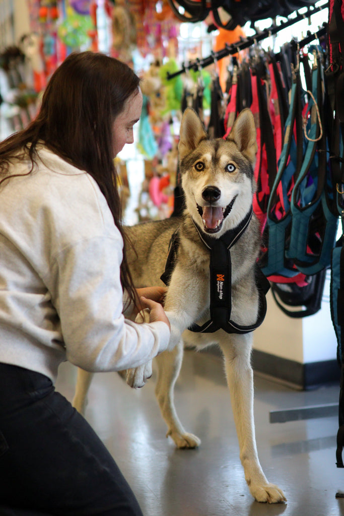 Harnais pour chien