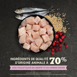 ACANA - Premier festin pour chaton 3.17kg. Bêtes Gourmandes, boutique spécialisée alimentation, éducation et sports pour chiens à Québec.
