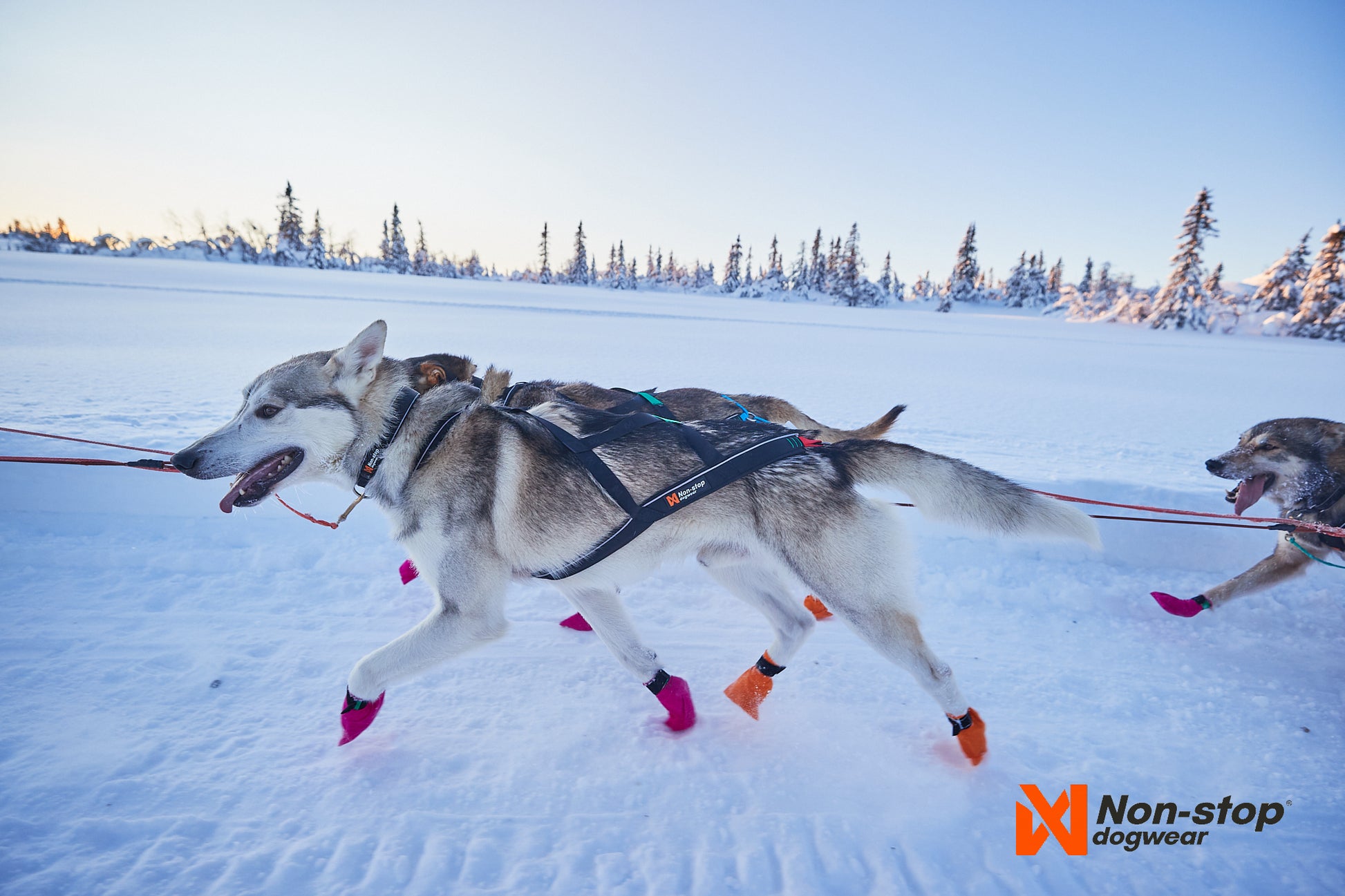 NON-STOP - Harnais Nansen nome 5.0 noir