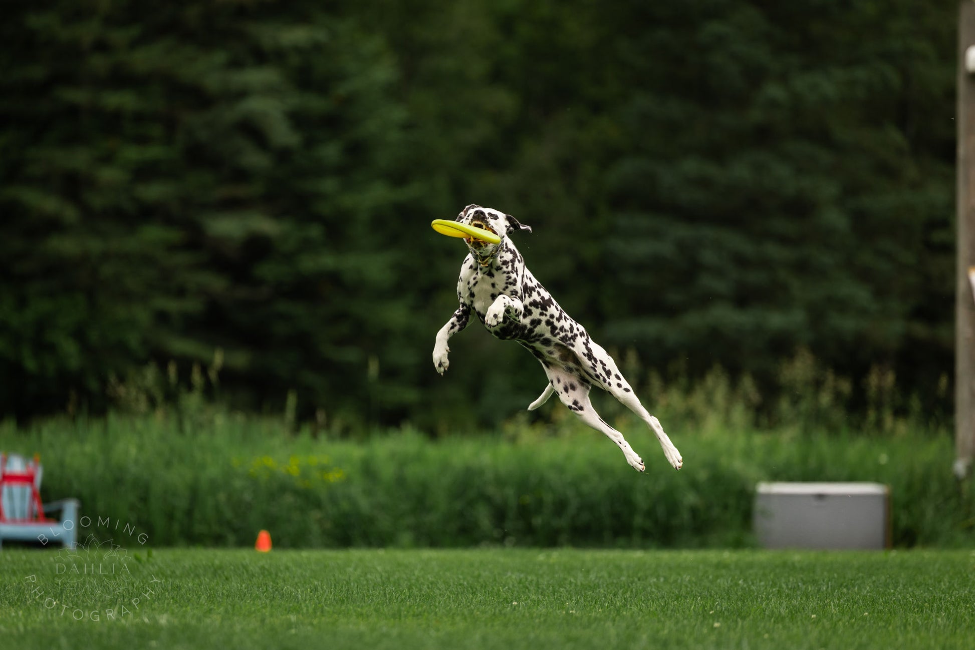 Inscription pour le world K9 de toss & fetch