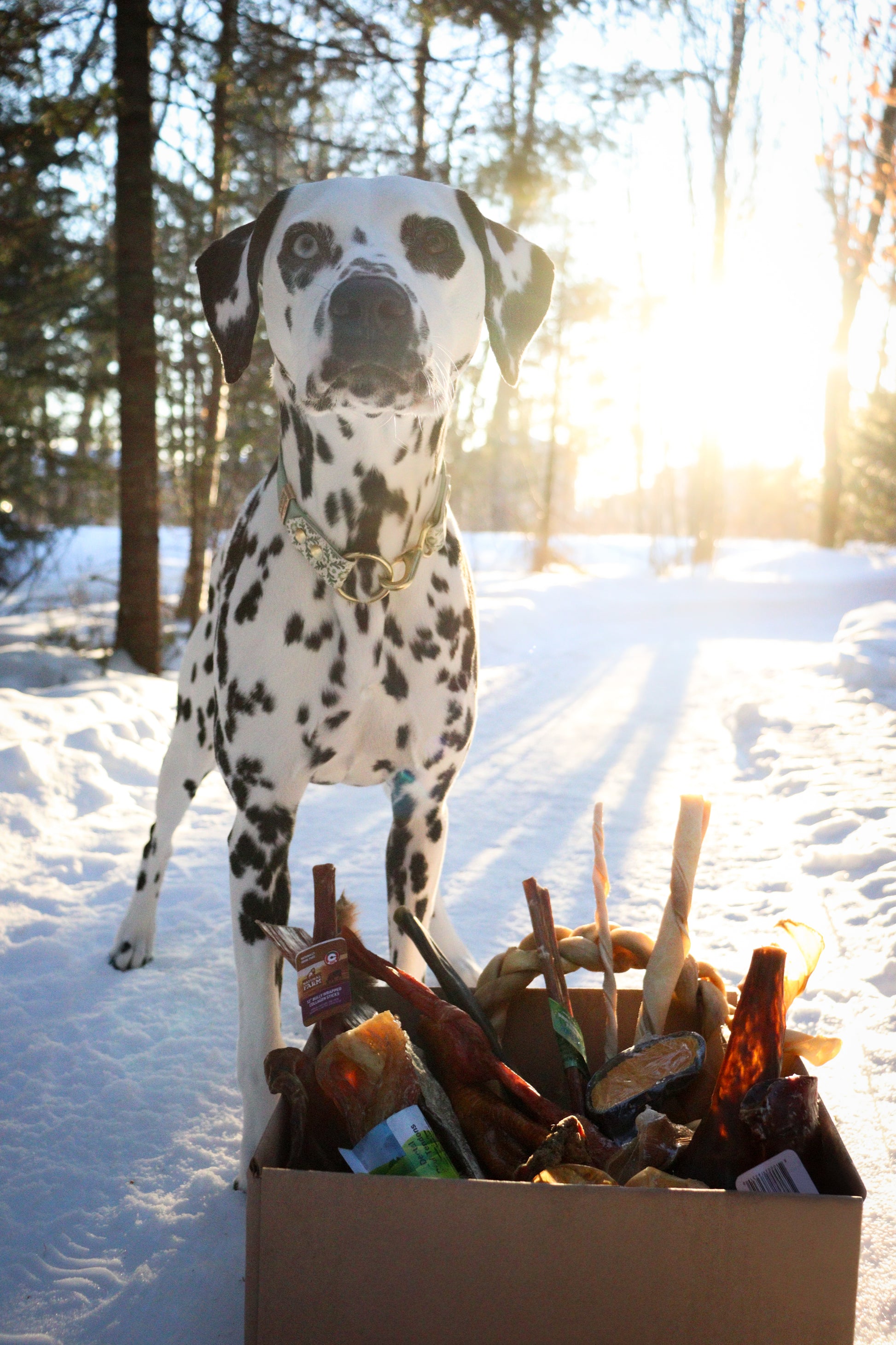 🐾 Boîte Mastication Bêtes Gourmandes – Édition limitée Une boîte parfaite pour occuper, stimuler et satisfaire les chiens de tous niveaux de mastication.Notre boîte mastication Bêtes Gourmandes contient 30 mastications différentes, soigneusement sélectionnées pour offrir une variété allant de rapide à très durable. C’est la boîte idéale pour découvrir de nouveaux produits et offrir des heures de plaisir à votre chien. 🦴 Ce qu’elle contient 30 articles de mastication variés Textures rapides à ultra durable