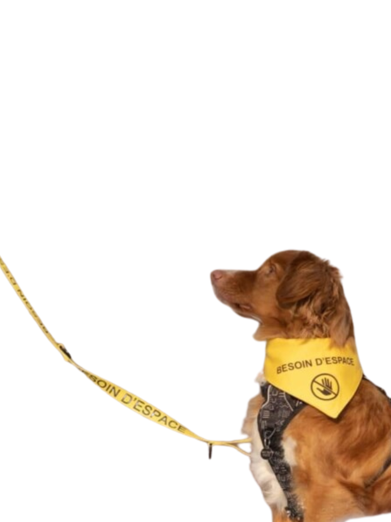 Beli - Foulard (Besoin D'Espace). Bêtes Gourmandes, spécialiste en nourriture et produits pour chien et chat en ligne et en magasin à Québec.