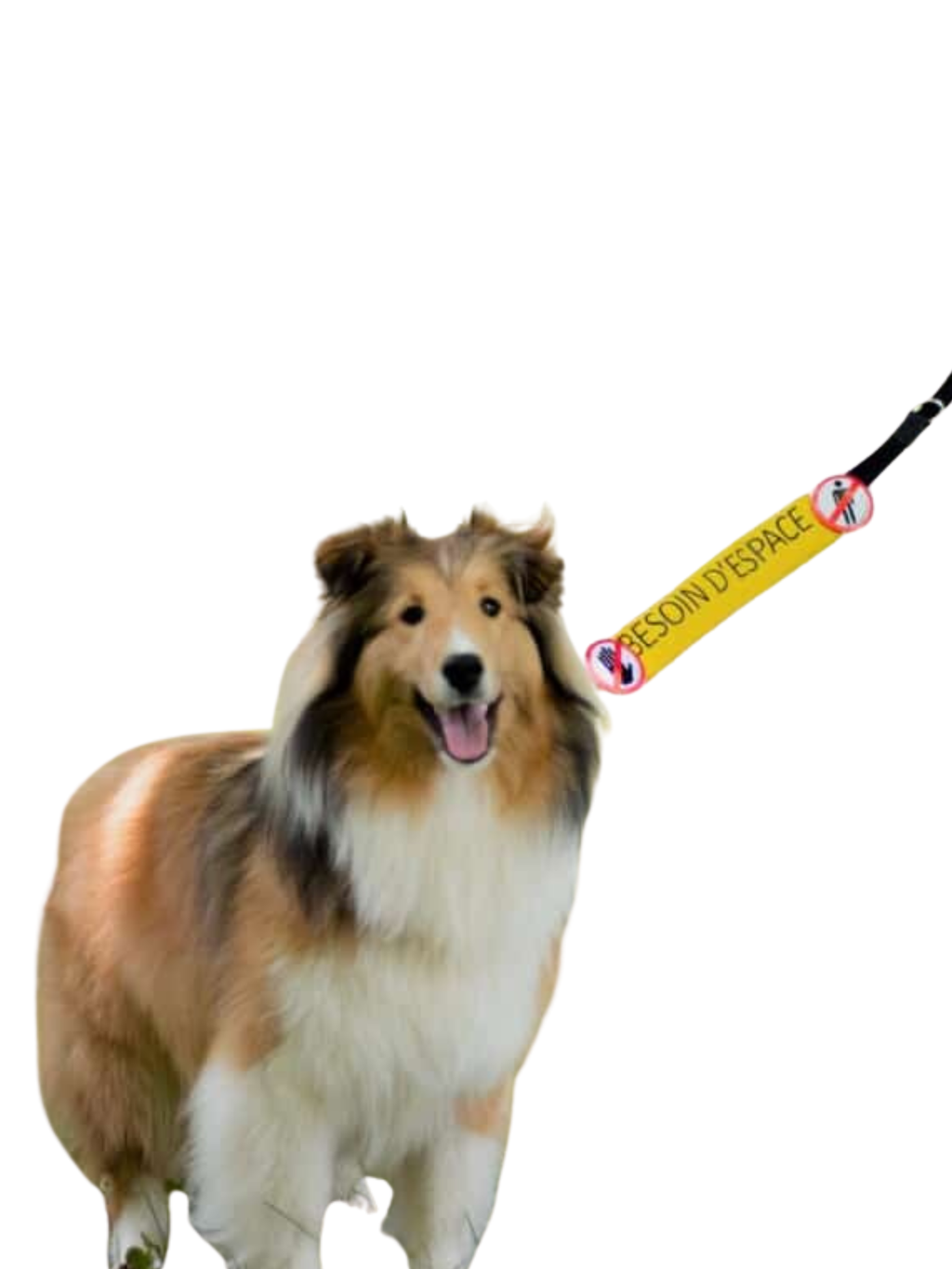 Beli - Bandeau Pour Laisse. Bêtes Gourmandes, spécialiste en nourriture et produits pour chien et chat en ligne et en magasin à Québec.