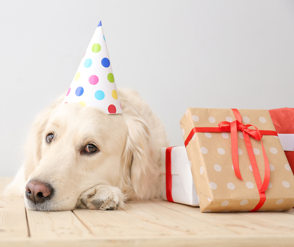 Cadeau d'anniversaire personnalisé pour chien