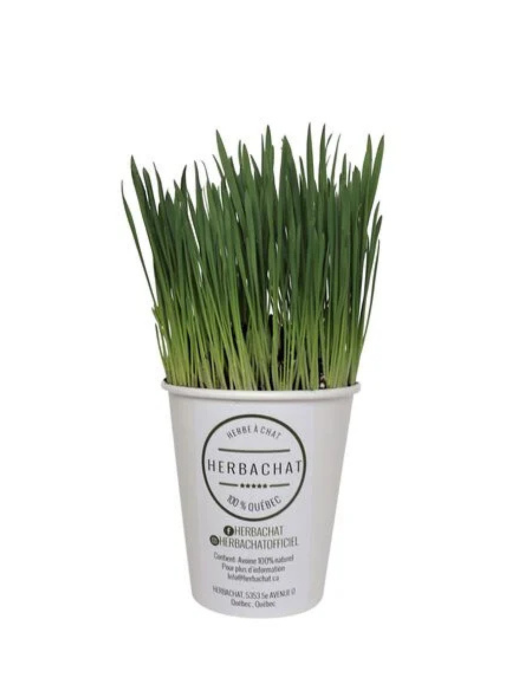 HERBACHAT - herbe à chat fraîche