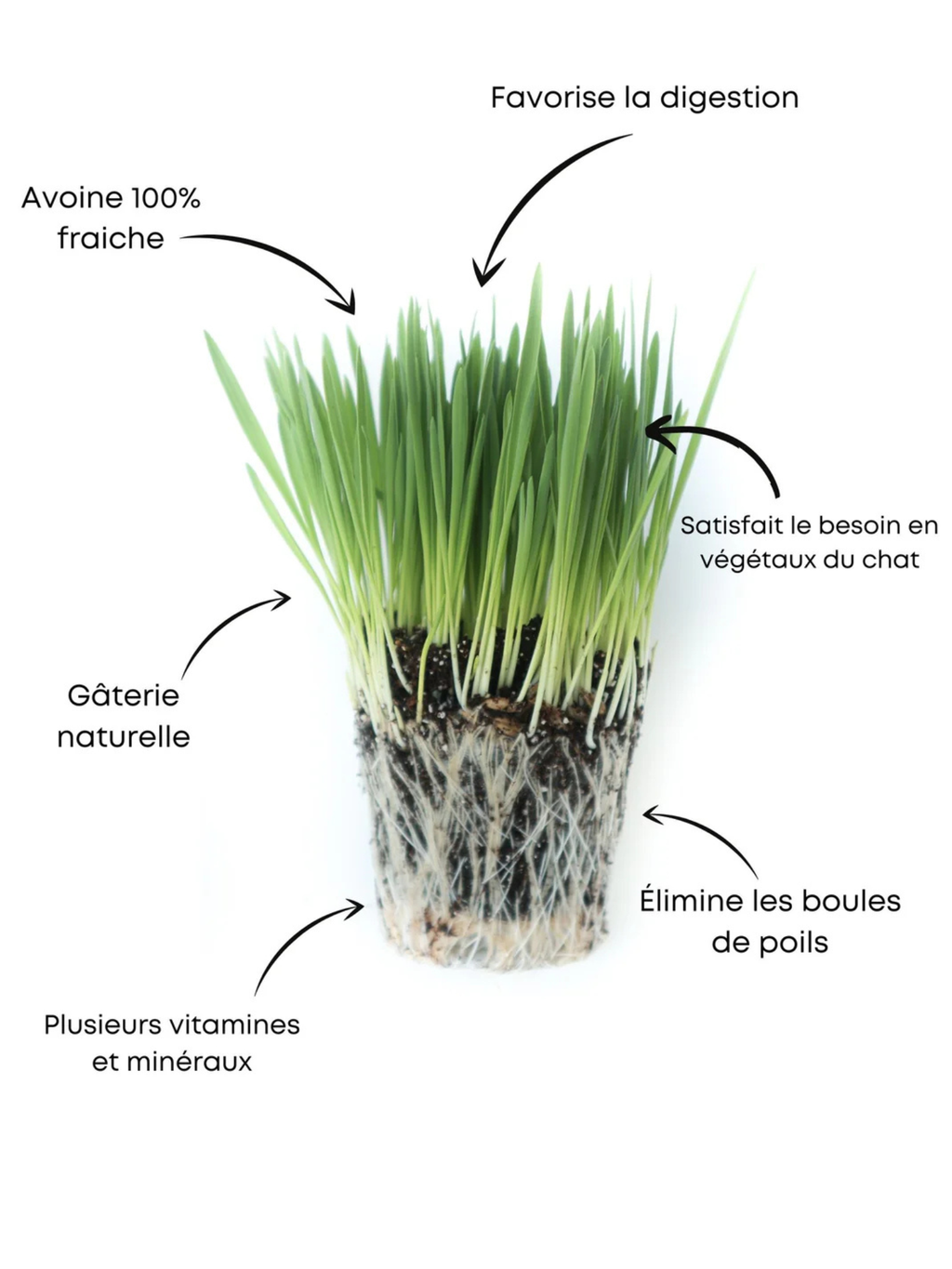 HERBACHAT - herbe à chat fraîche