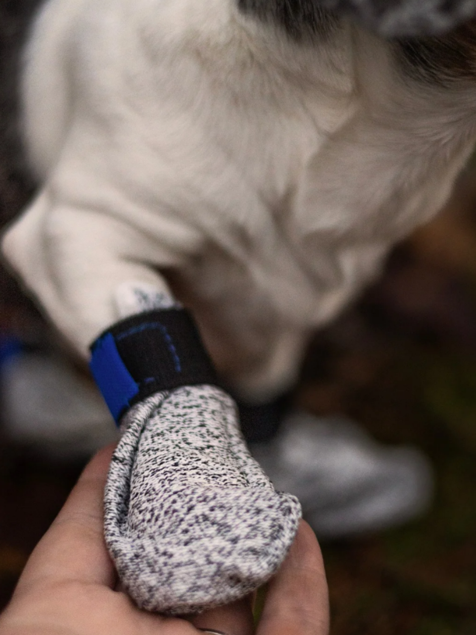 LE CHIEN BLANC - Botte courte anti-coupure. Bêtes Gourmandes, boutique spécialisée alimentation, éducation et sports pour chiens à Québec.