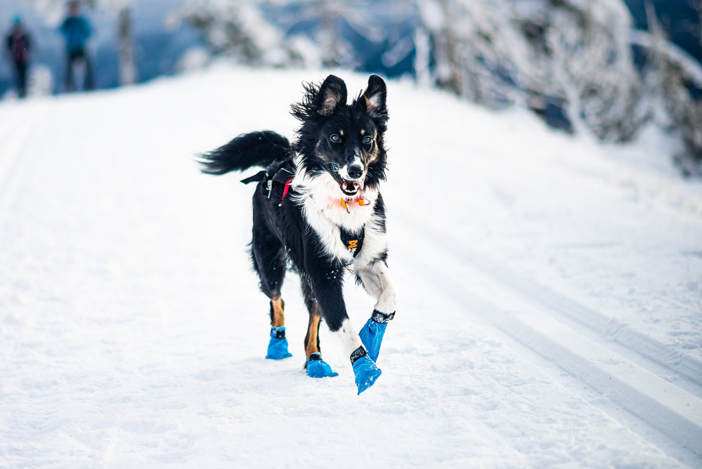 Les Long distance booties sont développées pour protéger les coussinets. Bêtes Gourmandes, boutique spécialisée chien et chat à Québec.