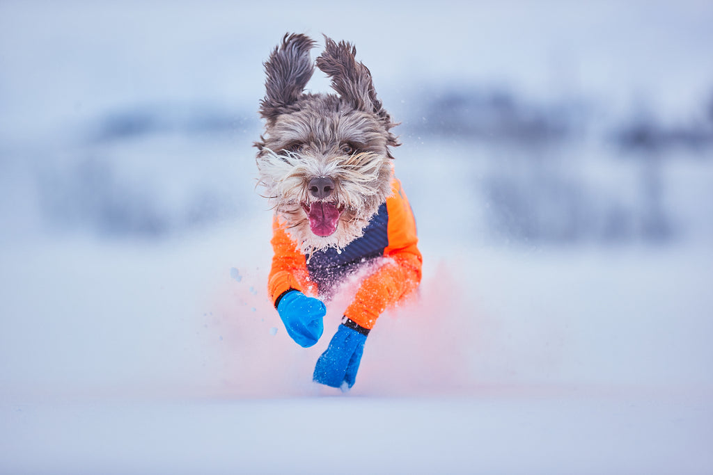 Les Long distance booties sont développées pour protéger les coussinets. Bêtes Gourmandes, boutique spécialisée chien et chat à Québec.