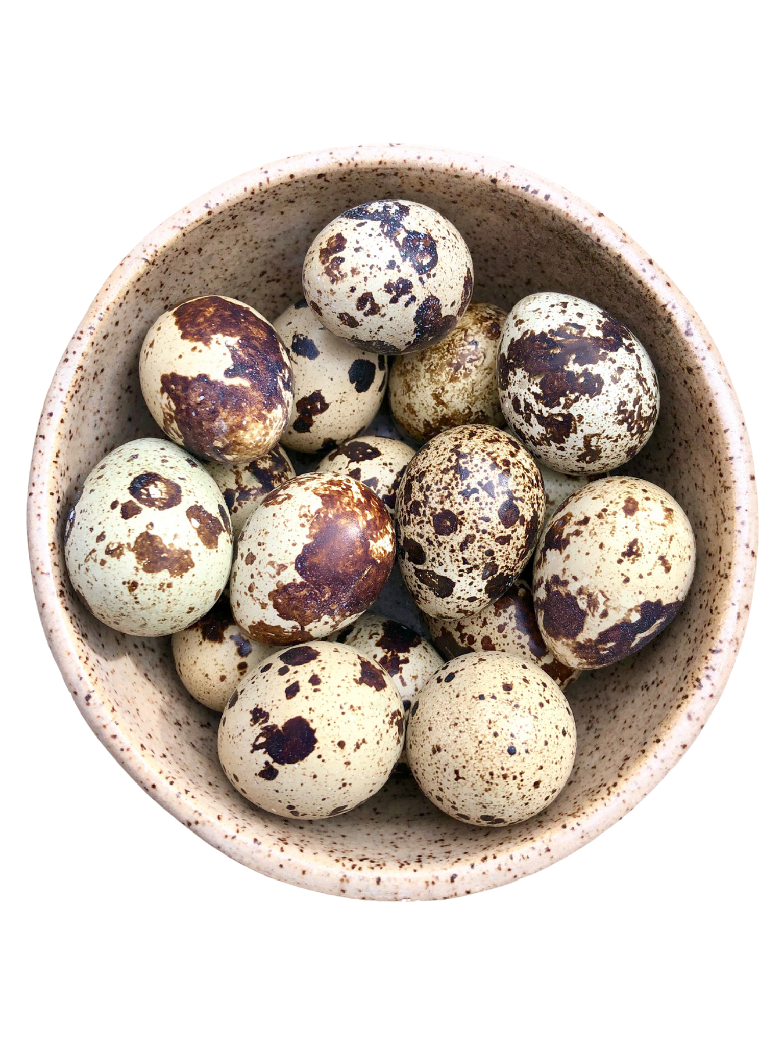 BIG COUNTRY RAW - Oeufs de caille congelés (18). Bêtes Gourmandes, boutique spécialisée alimentation, éducation et sports pour chiens à Québec.