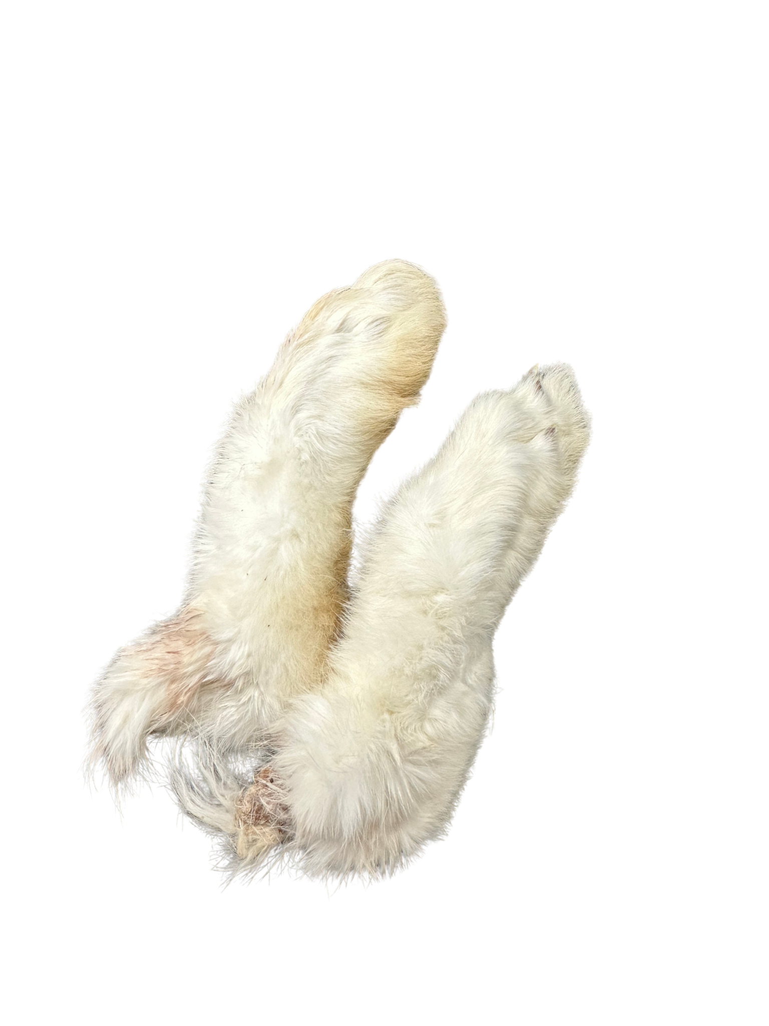 GVQ - Patte de lapin. Bêtes Gourmandes, boutique spécialisée alimentation, éducation et sports pour chiens à Québec.