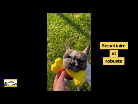 PÜR ÉVOLUTION - Jouet Boneoss® Zircon. Bêtes Gourmandes, boutique spécialisée alimentation, éducation et sports pour chiens à Québec.