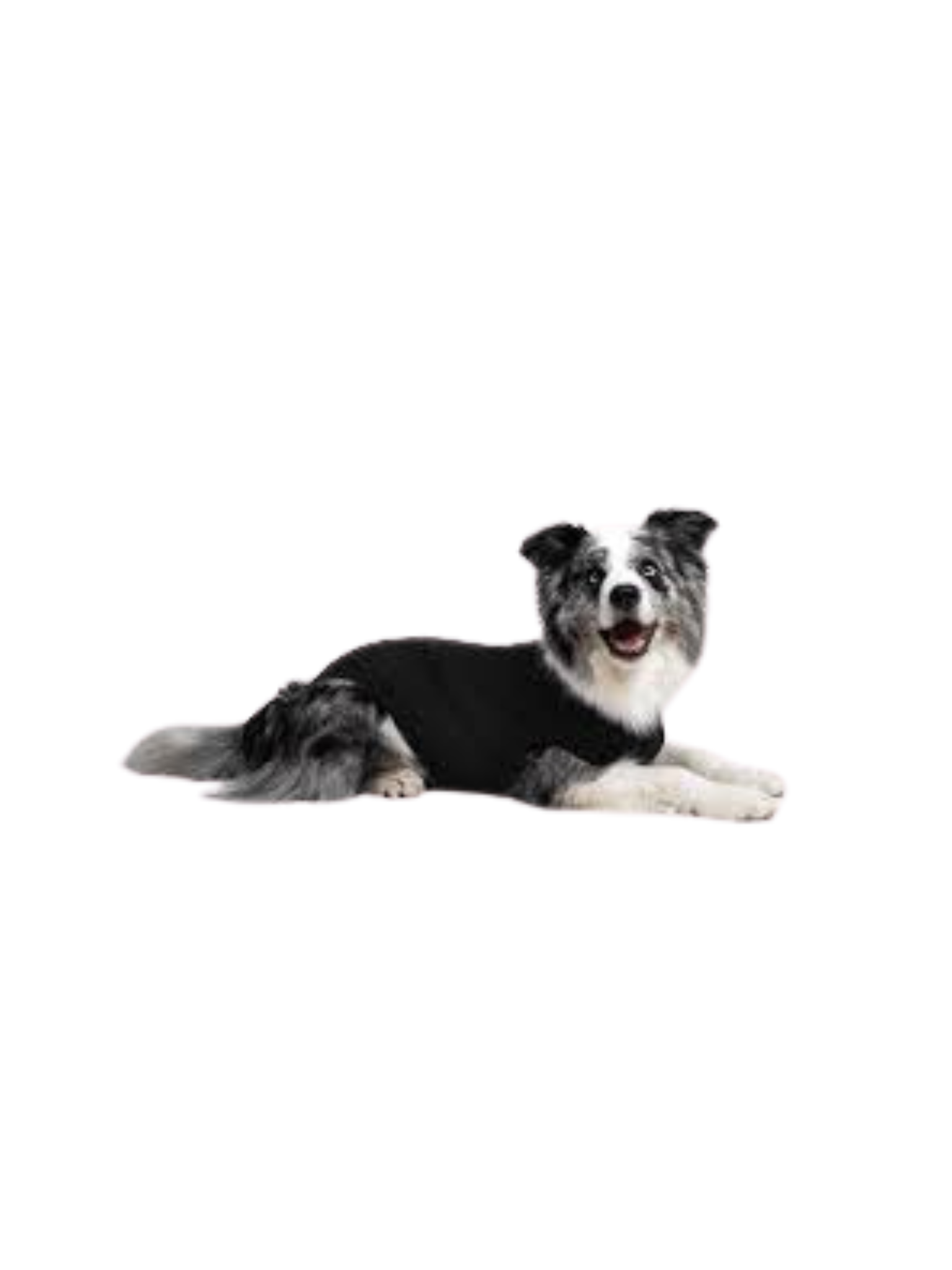 Suitical - Pyjamas Post-Opératoire Pour Chiens. Bêtes Gourmandes, spécialiste en nourriture et produits pour chien et chat en ligne et en magasin à Québec.