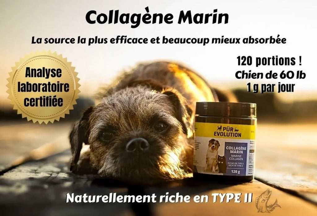 PÜR ÉVOLUTION - Collagène marin 120g. Bêtes Gourmandes, boutique spécialisée alimentation, éducation et sports pour chiens à Québec.