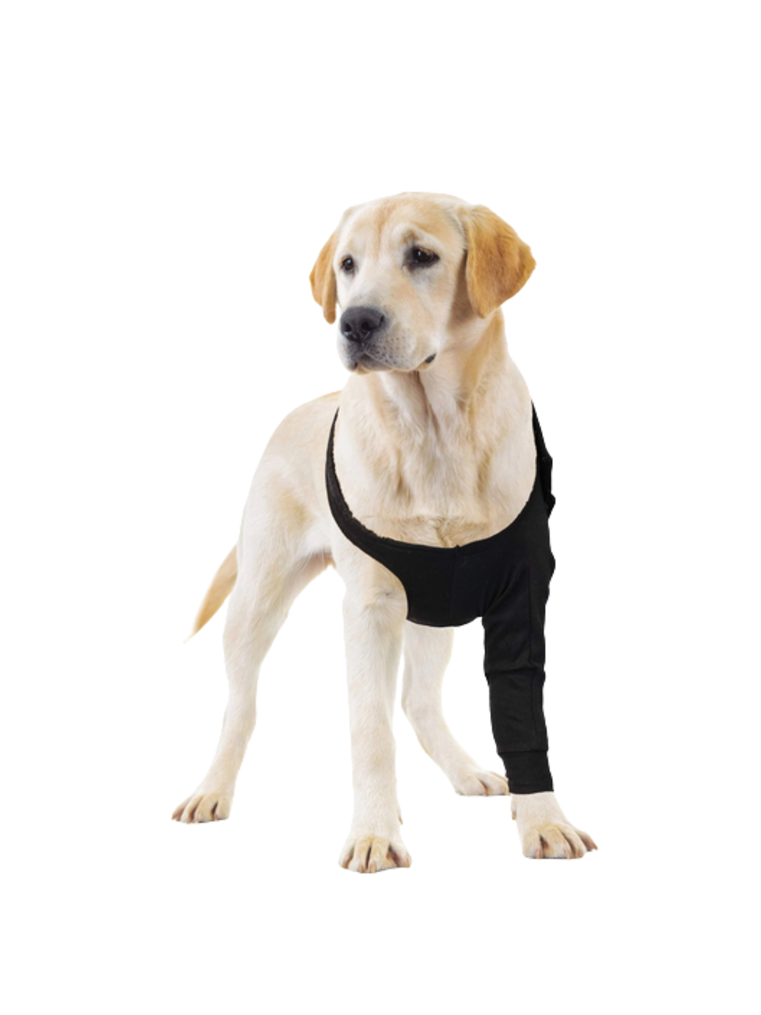Suitical - Manche. Bêtes Gourmandes, spécialiste en nourriture et produits pour chien et chat en ligne et en magasin à Québec.
